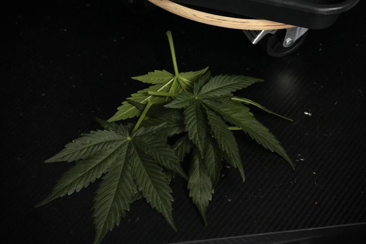 Pheno B Pink Rosay Auto By Zamnesia. Week 5 - Pink Rosay  Pheno B
