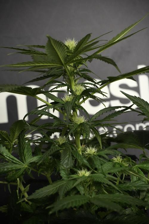Pheno B Pink Rosay Auto By Zamnesia. Week 5 - Pink Rosay  Pheno B