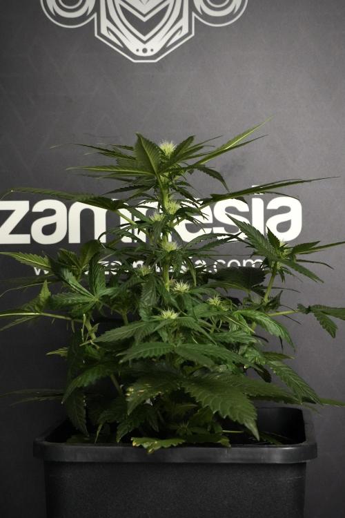 Pheno B Pink Rosay Auto By Zamnesia. Week 5 - Pink Rosay  Pheno B