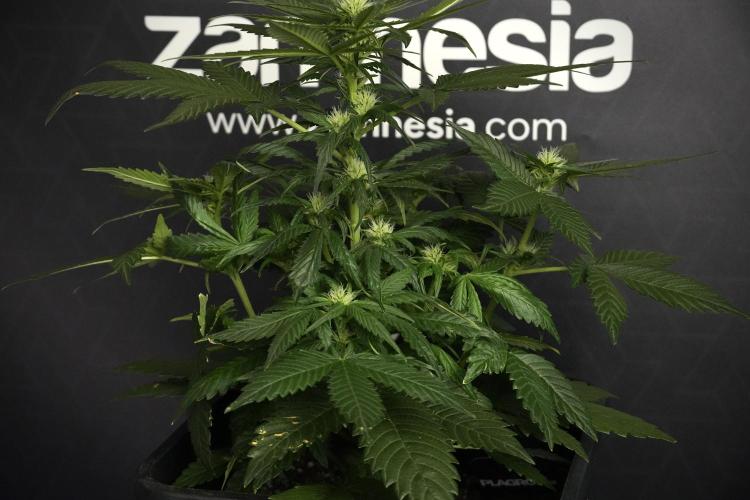 Pheno B Pink Rosay Auto By Zamnesia. Week 5 - Pink Rosay  Pheno B