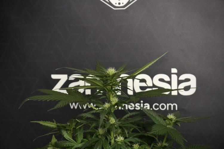 Pheno B Pink Rosay Auto By Zamnesia. Week 5 - Pink Rosay  Pheno B