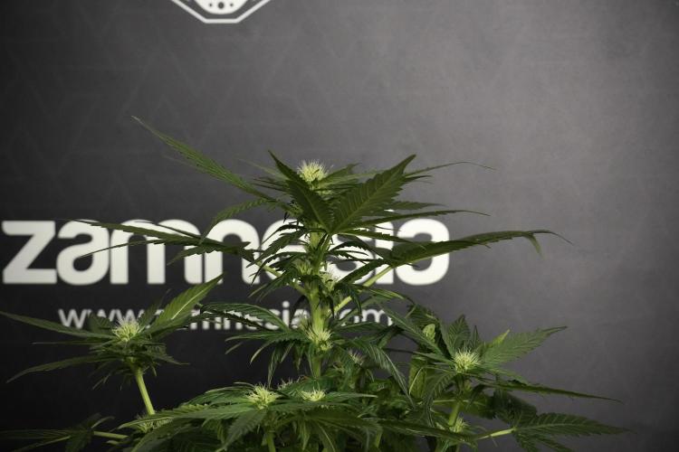 Pheno B Pink Rosay Auto By Zamnesia. Week 5 - Pink Rosay  Pheno B
