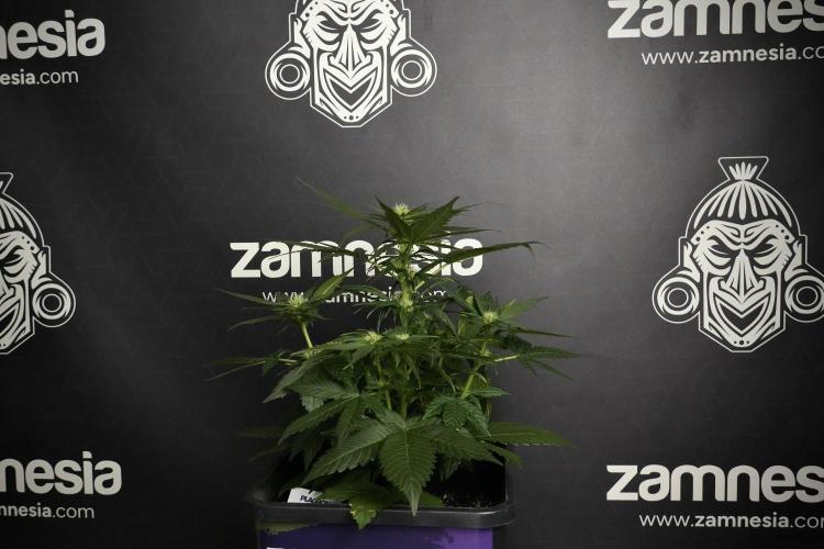 Pheno B Pink Rosay Auto By Zamnesia. Week 5 - Pink Rosay  Pheno B