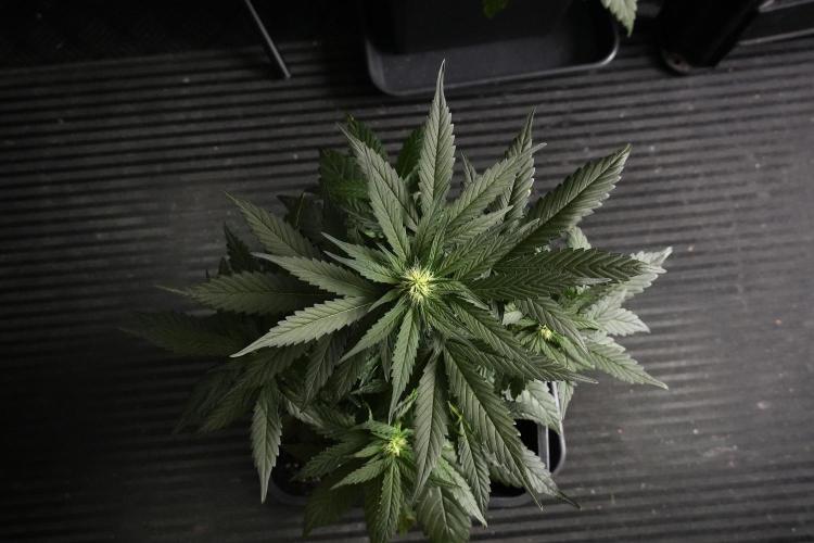 Pheno B Pink Rosay Auto By Zamnesia. Week 5 - Pink Rosay  Pheno B