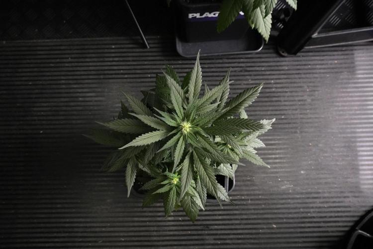 Pheno B Pink Rosay Auto By Zamnesia. Week 5 - Pink Rosay  Pheno B