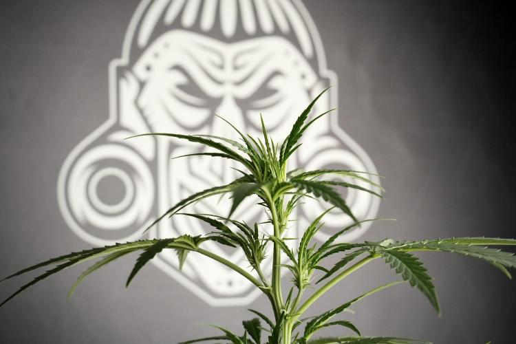 Purple CousKush Auto By Zamnesia Pheno A. Week 5 - Purple CousKush Auto  Plant A 