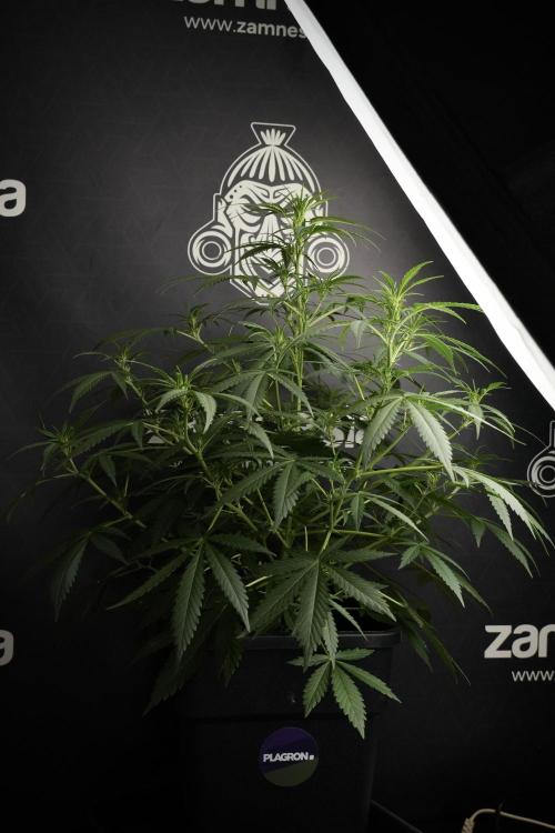 Purple CousKush Auto By Zamnesia Pheno A. Week 5 - Purple CousKush Auto  Plant A 