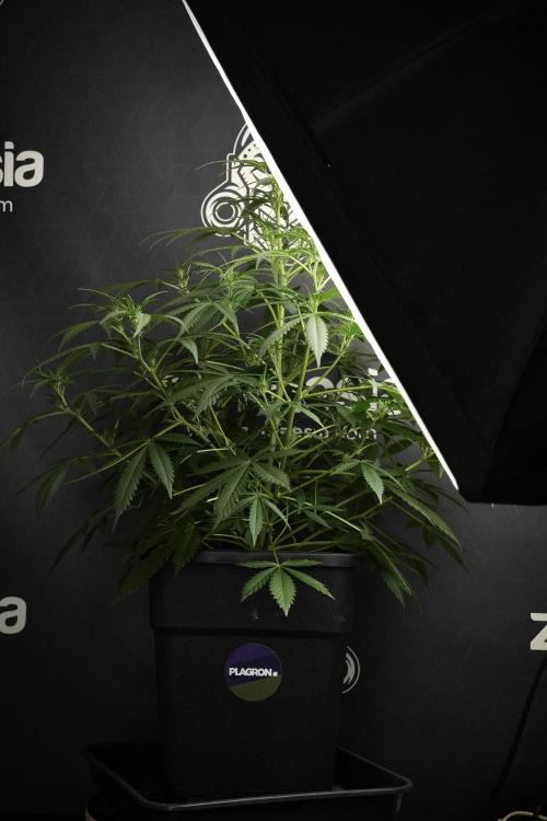 Purple CousKush Auto By Zamnesia Pheno A. Week 5 - Purple CousKush Auto  Plant A 