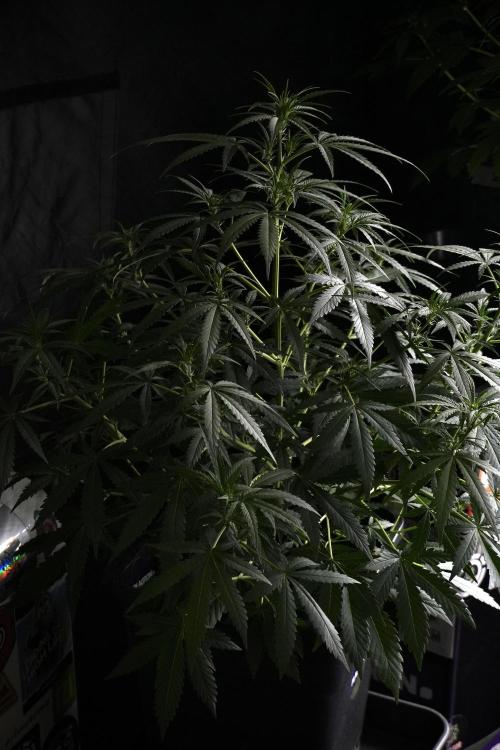 Purple CousKush Auto By Zamnesia Pheno A. Week 5 - Purple CousKush Auto  Plant A 