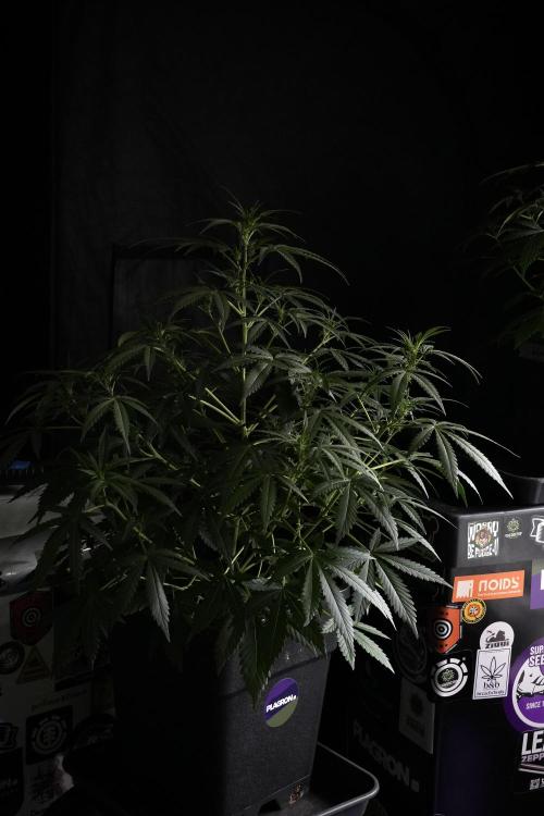 Purple CousKush Auto By Zamnesia Pheno A. Week 5 - Purple CousKush Auto  Plant A 