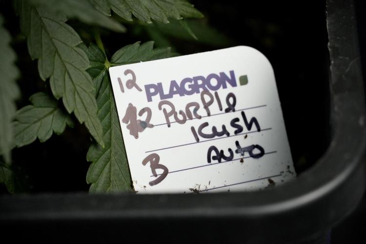 Pheno B Purple CousKush Auto By Zamnesia. Week 5 - Purple CousKush Auto (Pheno B)