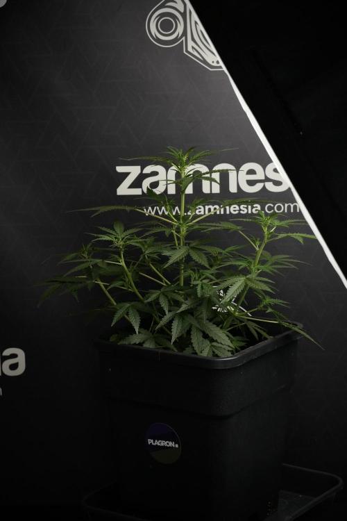 Pheno B Purple CousKush Auto By Zamnesia. Week 5 - Purple CousKush Auto (Pheno B)