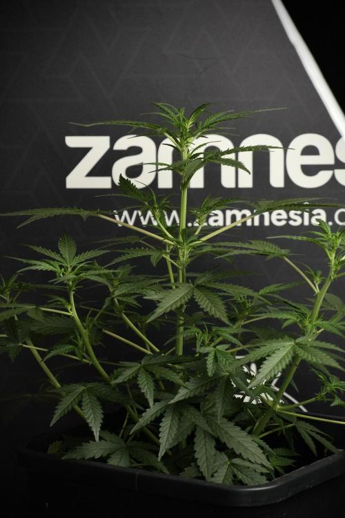 Pheno B Purple CousKush Auto By Zamnesia. Week 5 - Purple CousKush Auto (Pheno B)