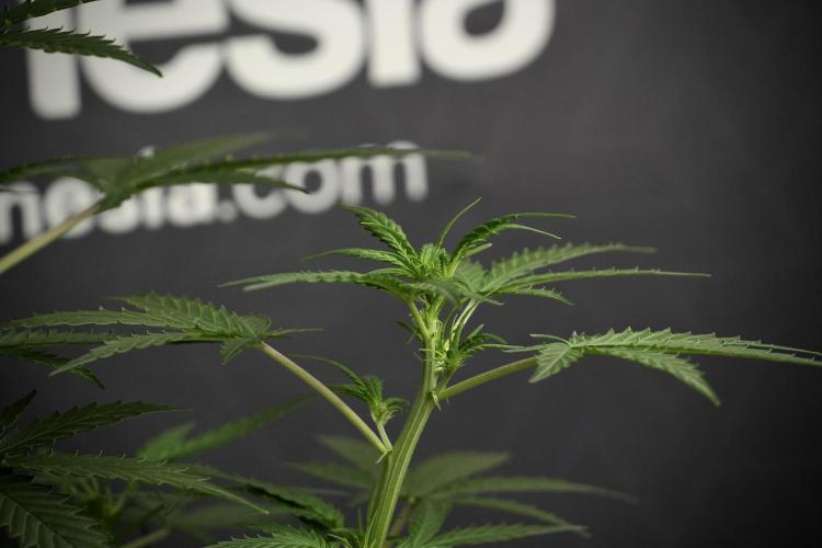 Pheno B Purple CousKush Auto By Zamnesia. Week 5 - Purple CousKush Auto (Pheno B)