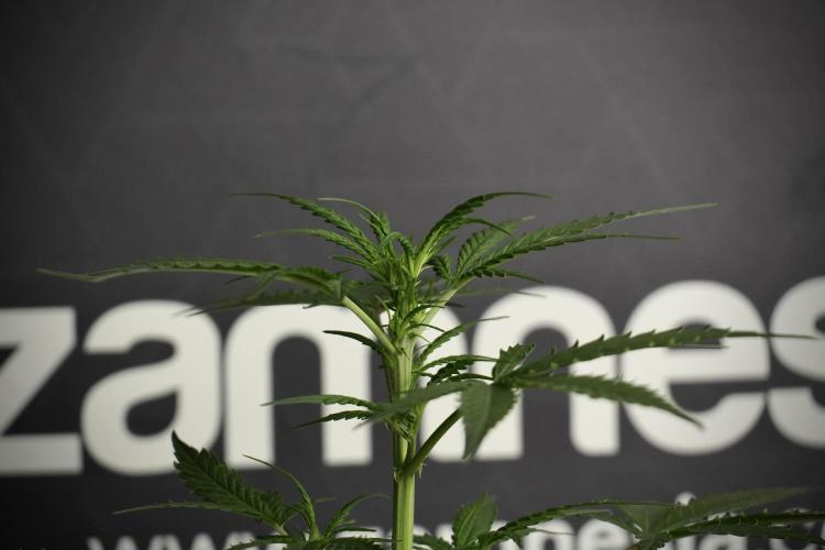 Pheno B Purple CousKush Auto By Zamnesia. Week 5 - Purple CousKush Auto (Pheno B)