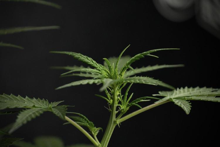 Pheno B Purple CousKush Auto By Zamnesia. Week 5 - Purple CousKush Auto (Pheno B)