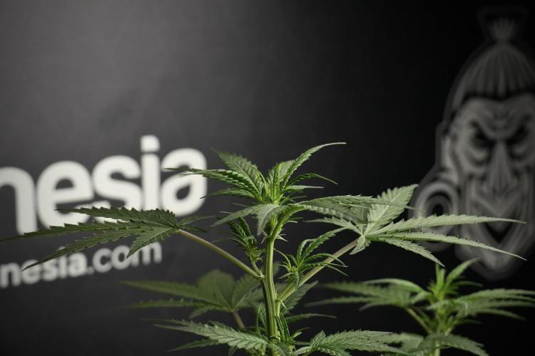 Pheno B Purple CousKush Auto By Zamnesia. Week 5 - Purple CousKush Auto (Pheno B)