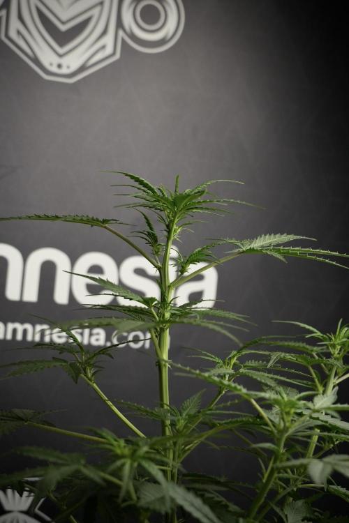 Pheno B Purple CousKush Auto By Zamnesia. Week 5 - Purple CousKush Auto (Pheno B)