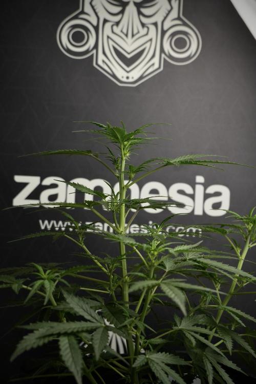 Pheno B Purple CousKush Auto By Zamnesia. Week 5 - Purple CousKush Auto (Pheno B)