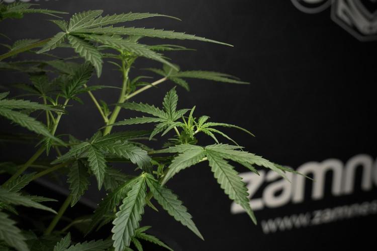 Pheno B Purple CousKush Auto By Zamnesia. Week 5 - Purple CousKush Auto (Pheno B)