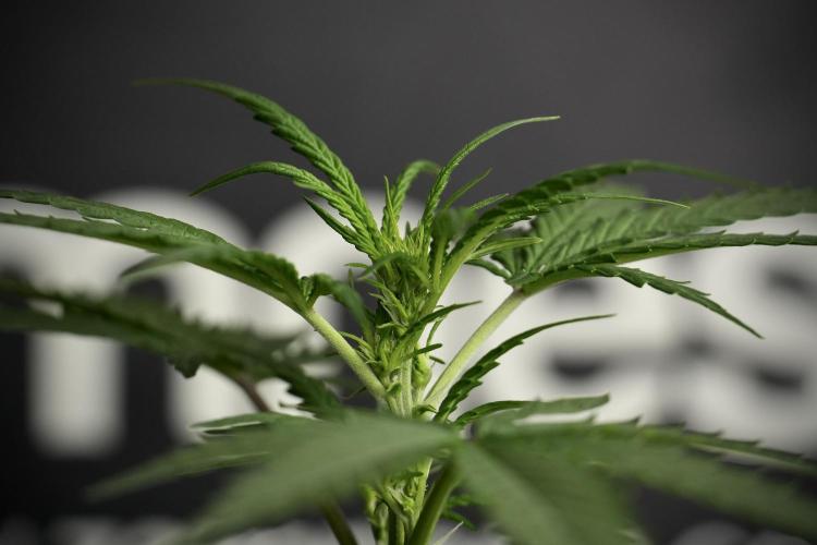 Pheno B Purple CousKush Auto By Zamnesia. Week 5 - Purple CousKush Auto (Pheno B)