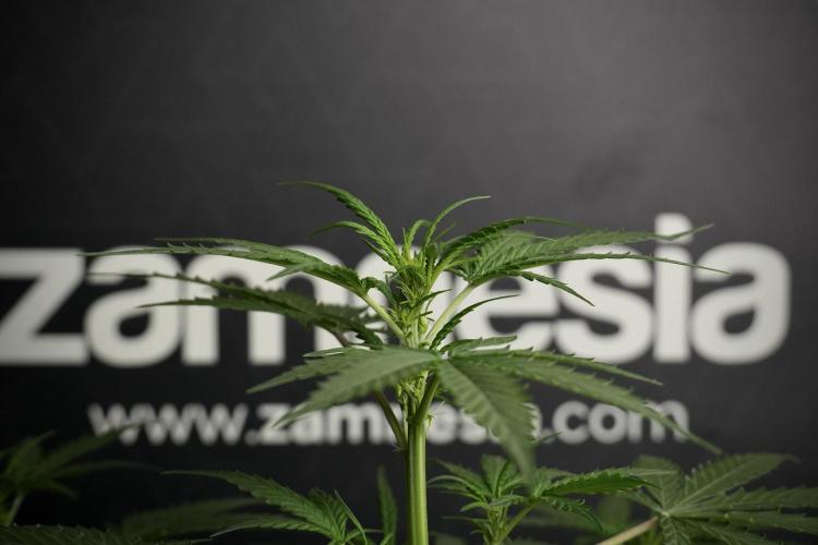 Pheno B Purple CousKush Auto By Zamnesia. Week 5 - Purple CousKush Auto (Pheno B)