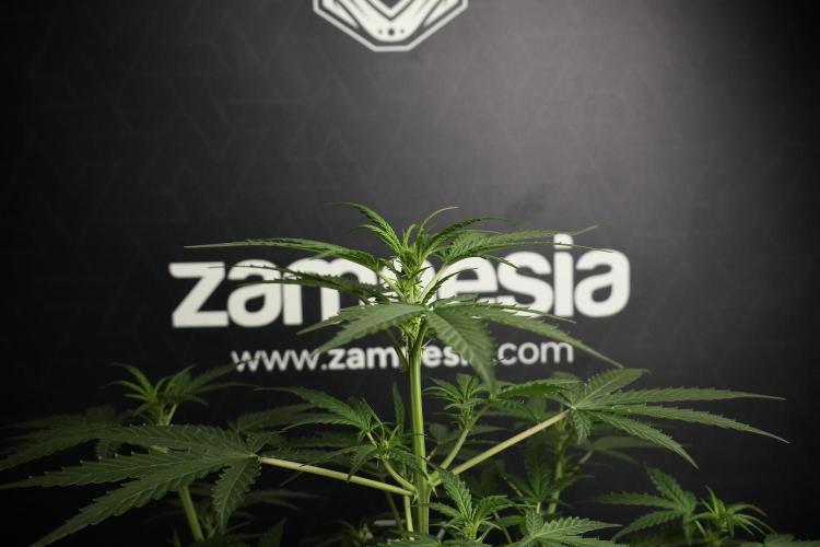 Pheno B Purple CousKush Auto By Zamnesia. Week 5 - Purple CousKush Auto (Pheno B)
