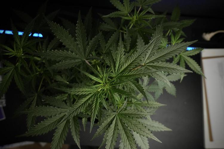 Pheno B Purple CousKush Auto By Zamnesia. Week 5 - Purple CousKush Auto (Pheno B)