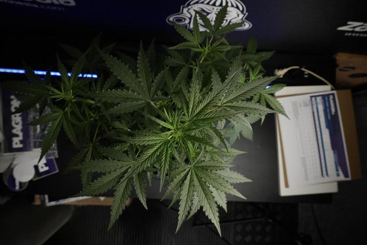 Pheno B Purple CousKush Auto By Zamnesia. Week 5 - Purple CousKush Auto (Pheno B)
