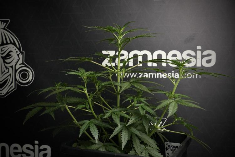 Pheno B Purple CousKush Auto By Zamnesia. Week 5 - Purple CousKush Auto (Pheno B)
