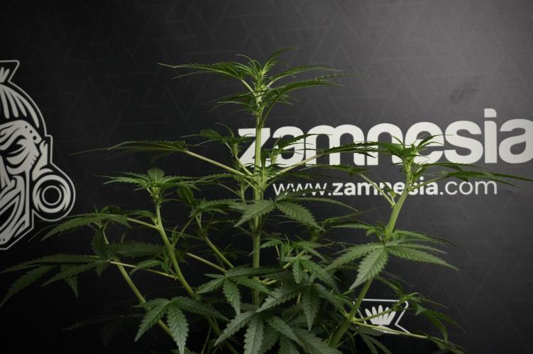 Pheno B Purple CousKush Auto By Zamnesia. Week 5 - Purple CousKush Auto (Pheno B)