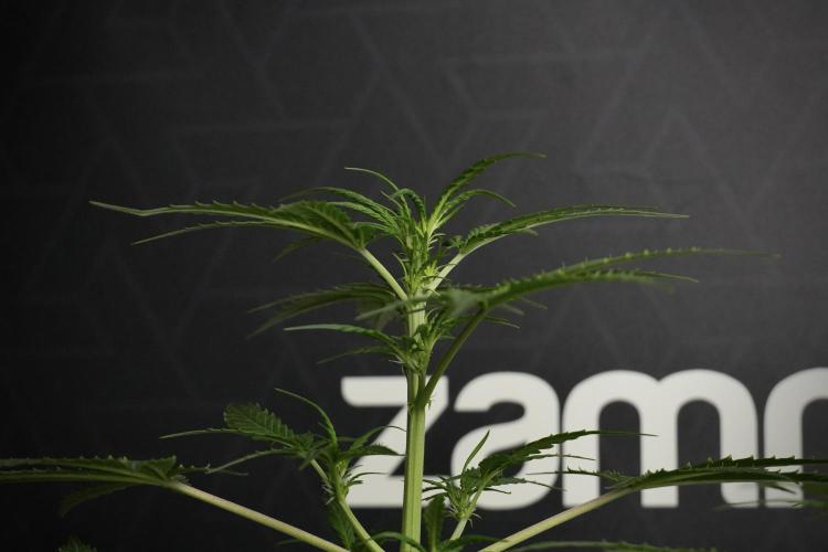 Pheno B Purple CousKush Auto By Zamnesia. Week 5 - Purple CousKush Auto (Pheno B)