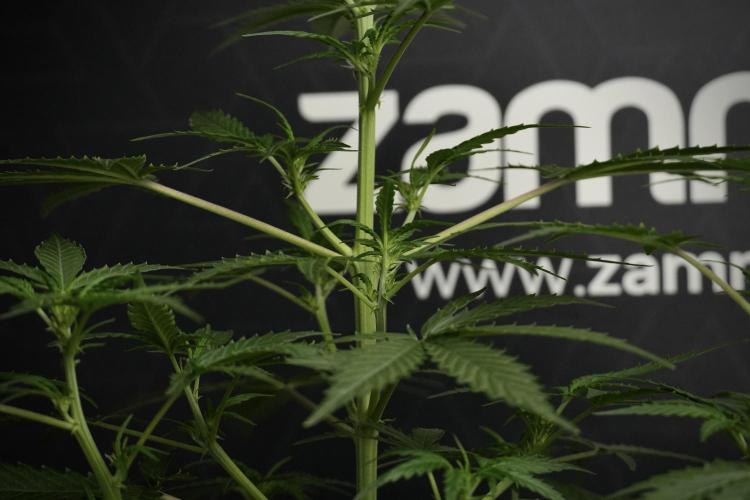 Pheno B Purple CousKush Auto By Zamnesia. Week 5 - Purple CousKush Auto (Pheno B)