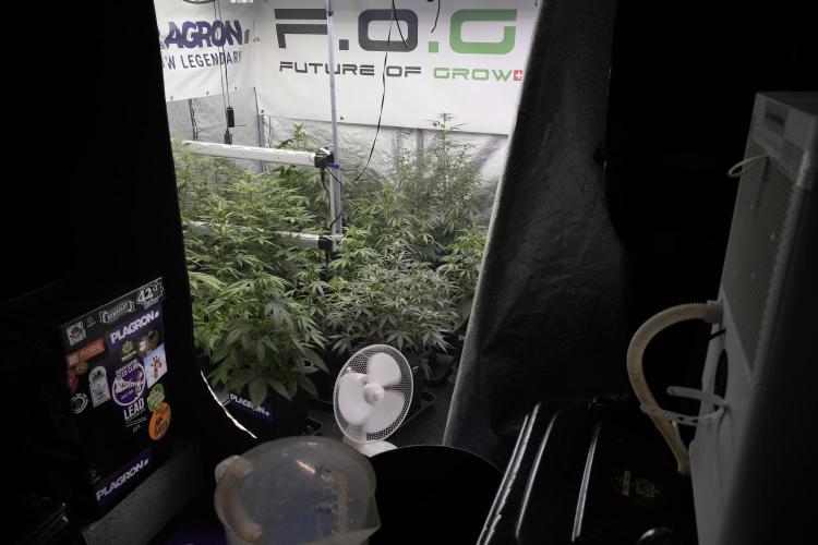 Pheno B Purple CousKush Auto By Zamnesia. Week 5 - room and vibes 