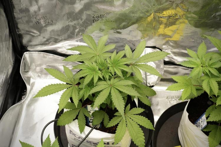 Blue Waffle F1 Zamnesia Pheno A. Week 4 - Blue Waffle F1 Pheno A 
