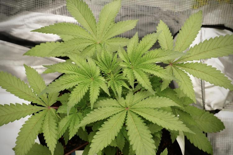 Blue Waffle F1 Zamnesia Pheno A. Week 4 - Blue Waffle F1 Pheno A 