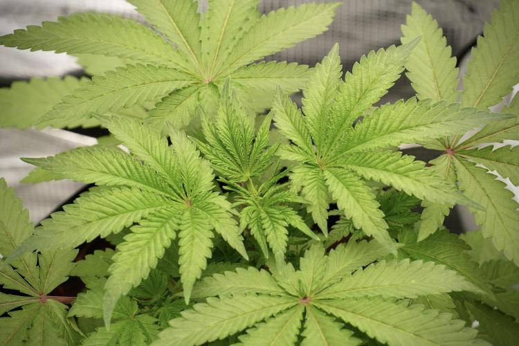 Blue Waffle F1 Zamnesia Pheno A. Week 4 - Blue Waffle F1 Pheno A 