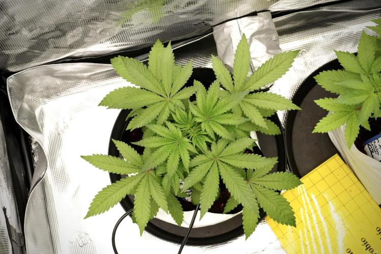 Blue Waffle F1 Zamnesia Pheno A. Week 4 - Blue Waffle F1 Pheno A 