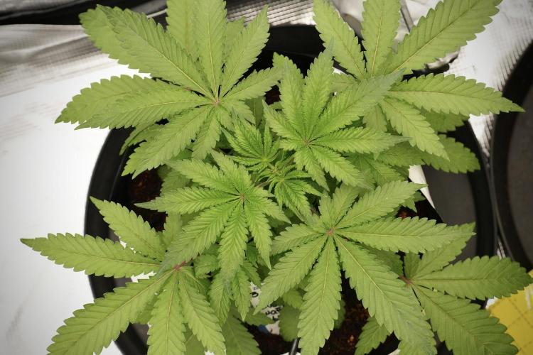 Blue Waffle F1 Zamnesia Pheno A. Week 4 - Blue Waffle F1 Pheno A 