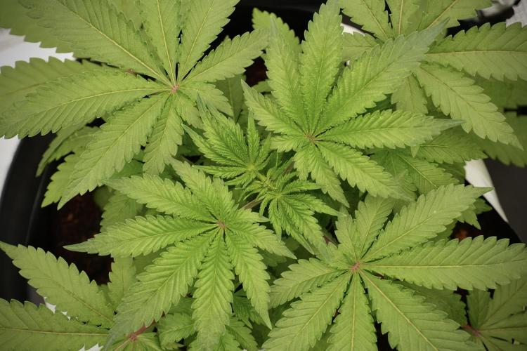 Blue Waffle F1 Zamnesia Pheno A. Week 4 - Blue Waffle F1 Pheno A 