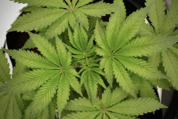 Blue Waffle F1 Zamnesia Pheno A. Week 4 - Blue Waffle F1 Pheno A 