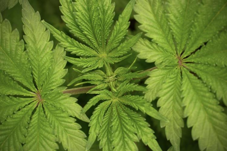 Blue Waffle F1 Zamnesia Pheno A. Week 4 - Blue Waffle F1 Pheno A 