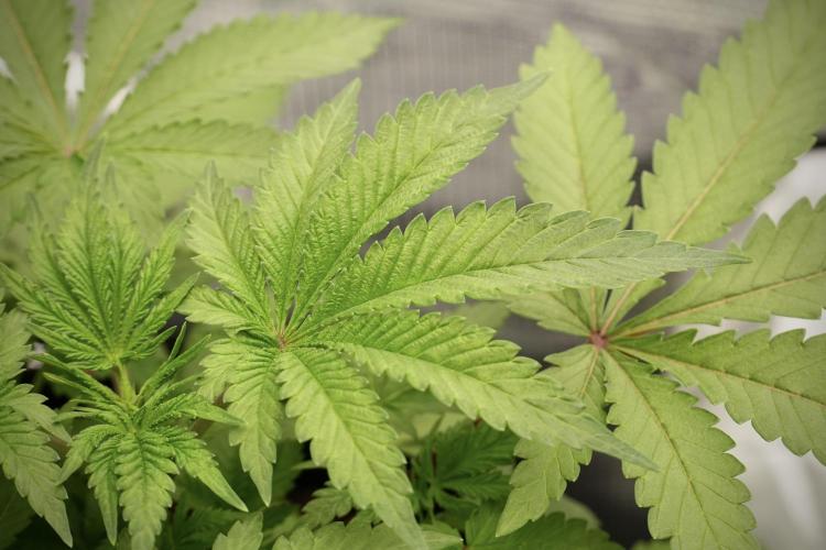 Blue Waffle F1 Zamnesia Pheno A. Week 4 - Blue Waffle F1 Pheno A 