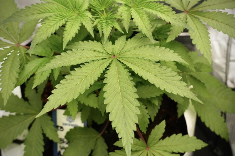 Blue Waffle F1 Zamnesia Pheno A. Week 4 - Blue Waffle F1 Pheno A 