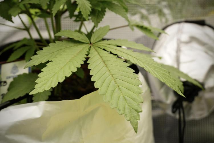 Blue Waffle F1 Zamnesia Pheno A. Week 4 - Blue Waffle F1 Pheno A 