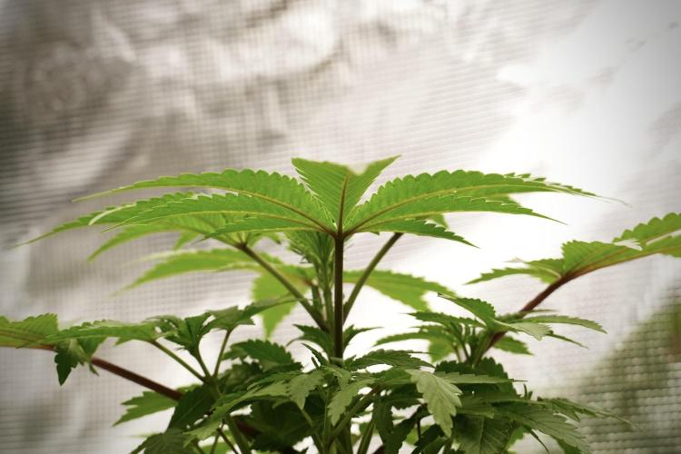 Blue Waffle F1 Zamnesia Pheno A. Week 4 - Blue Waffle F1 Pheno A 