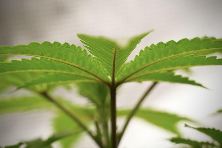Blue Waffle F1 Zamnesia Pheno A. Week 4 - Blue Waffle F1 Pheno A 