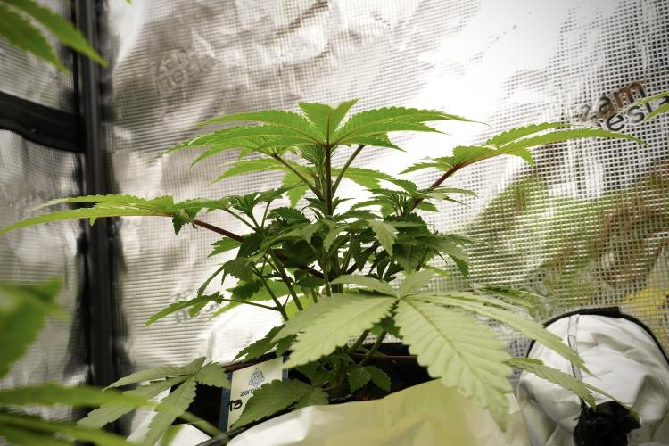 Blue Waffle F1 Zamnesia Pheno A. Week 4 - Blue Waffle F1 Pheno A 
