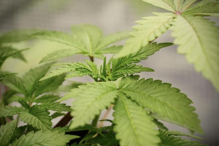 Blue Waffle F1 Zamnesia Pheno A. Week 4 - Blue Waffle F1 Pheno A 