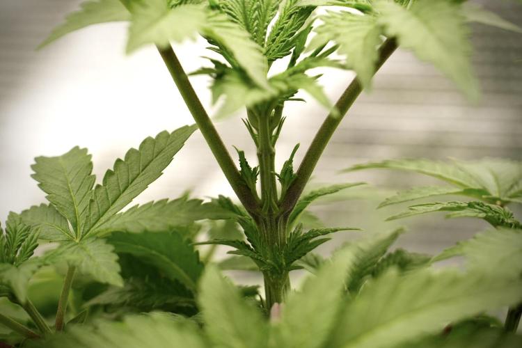 Blue Waffle F1 Zamnesia Pheno A. Week 4 - Blue Waffle F1 Pheno A  time to top 